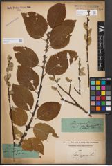 Foto von Salix caprea L.